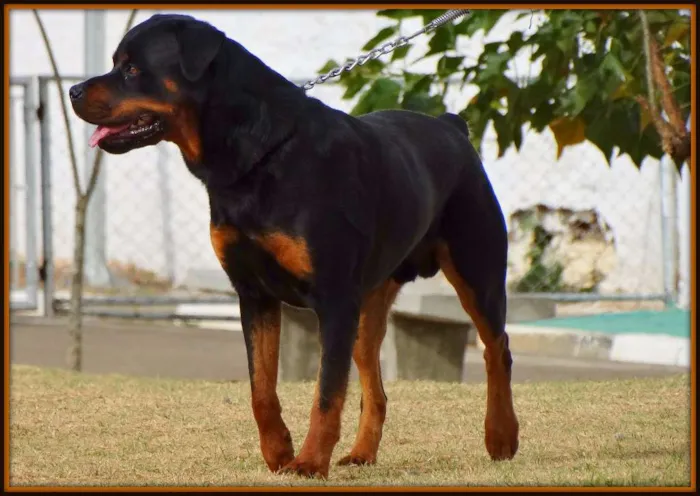 Cachorro ra a Rottweiler idade 4 anos nome Tufão