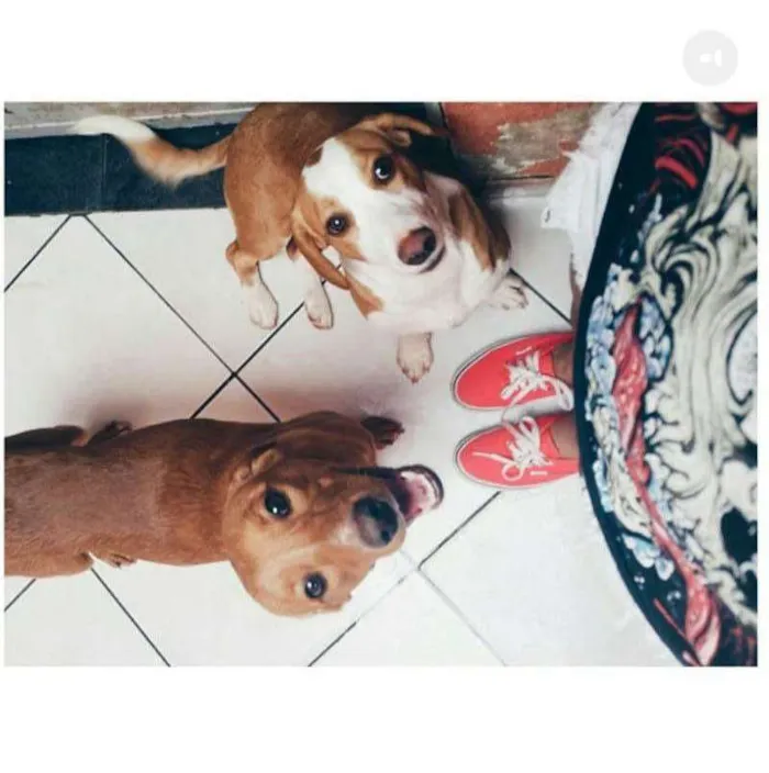 Cachorro raça Vira-lata idade 4 anos nome BARTOLOMEU - BART