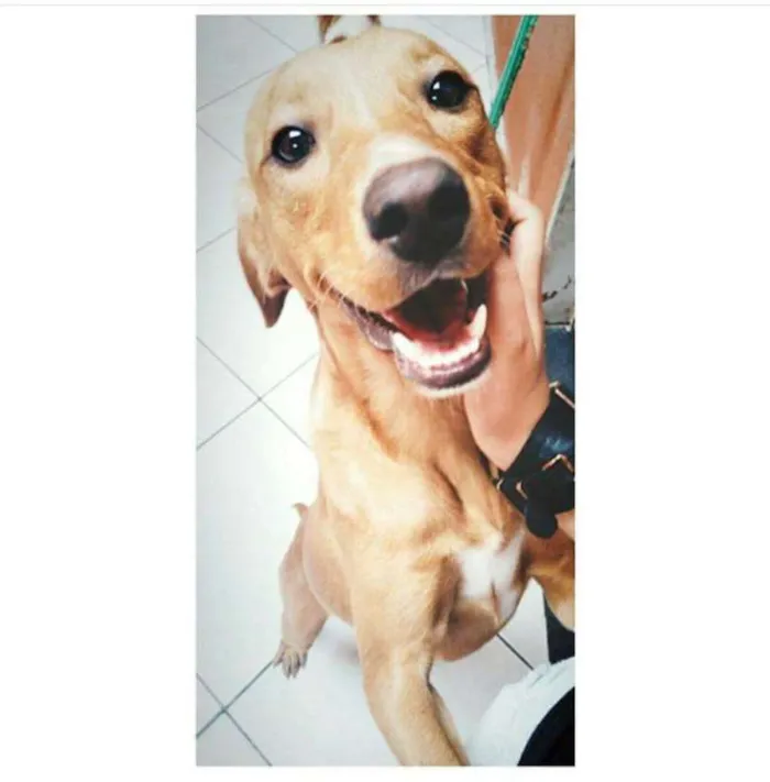 Cachorro raça Vira-lata idade 4 anos nome BARTOLOMEU - BART