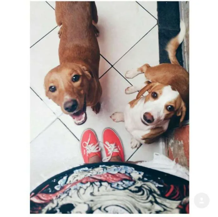 Cachorro raça Vira - Lata idade 4 anos nome Saruman