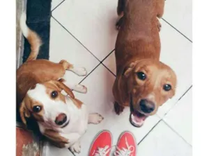 Cachorro raça Vira - Lata idade 4 anos nome Saruman
