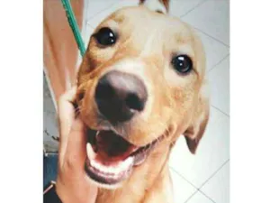 Cachorro raça Vira-lata idade 4 anos nome BARTOLOMEU - BART