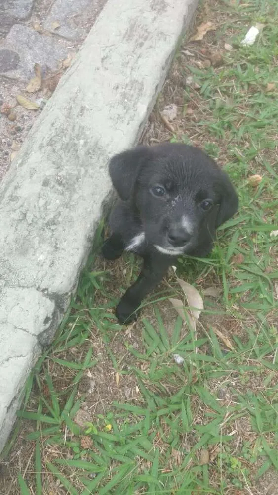 Cachorro ra a Srd idade 2 a 6 meses nome Sem nome