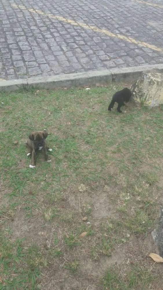 Cachorro ra a Srd idade 2 a 6 meses nome Sem foto