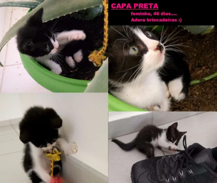Gato raça SRD idade Abaixo de 2 meses nome Capa preta