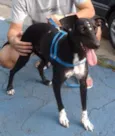 Estrela