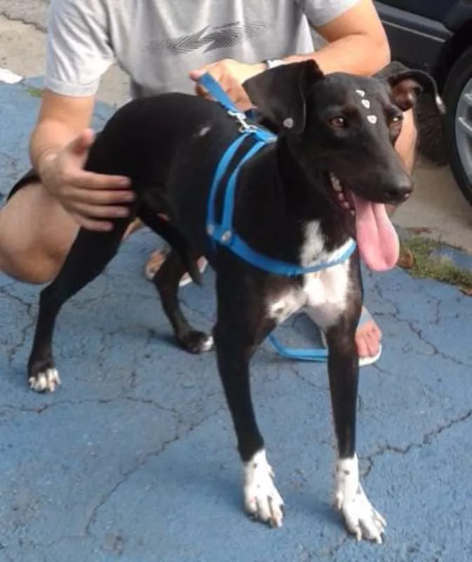Cachorro ra a SRD idade 4 anos nome Estrela