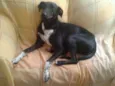 Estrela