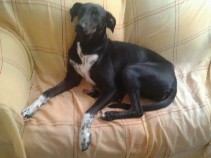 Cachorro ra a SRD idade 4 anos nome Estrela