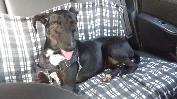 Cachorro ra a SRD idade 4 anos nome Estrela