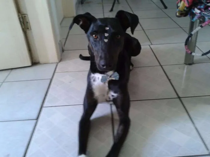 Cachorro ra a SRD idade 4 anos nome Estrela