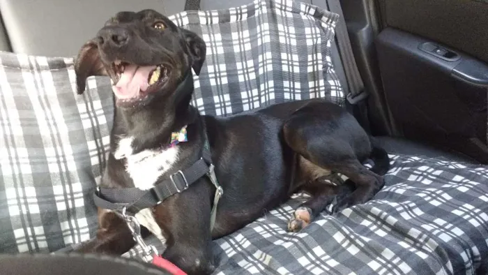 Cachorro ra a SRD idade 4 anos nome Estrela