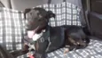 Estrela