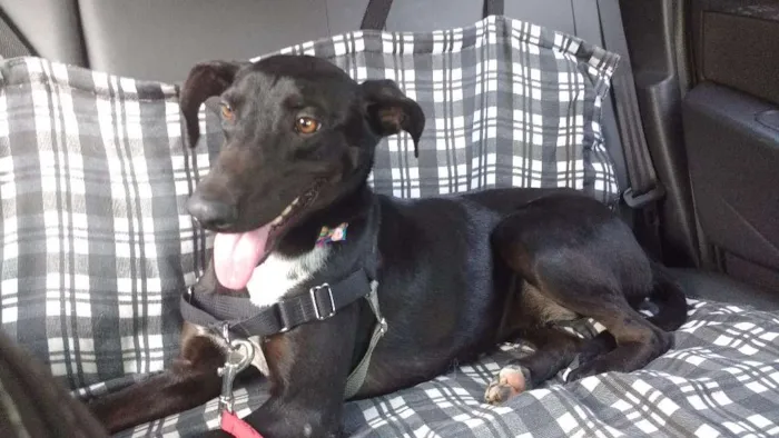 Cachorro ra a SRD idade 4 anos nome Estrela