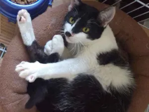 Gato raça SRD idade 2 a 6 meses nome Benjamin