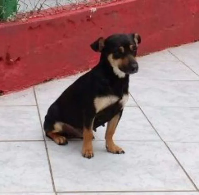 Cachorro ra a SRD idade 2 anos nome BIJU