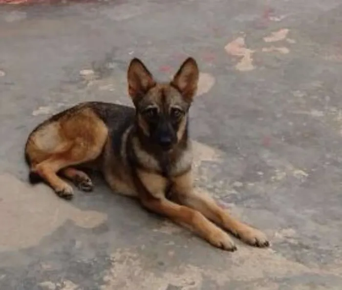 Cachorro ra a SRD idade 1 ano nome LORY