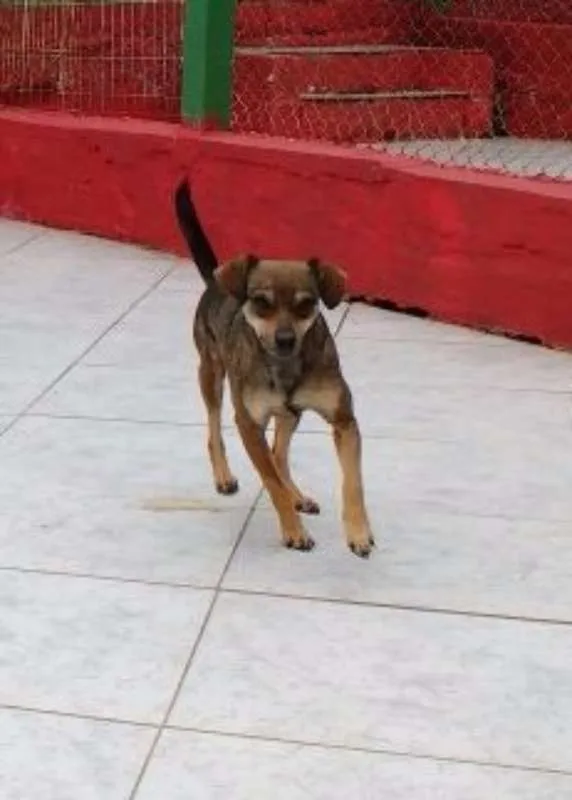 Cachorro ra a SRD idade 2 anos nome PITIKA