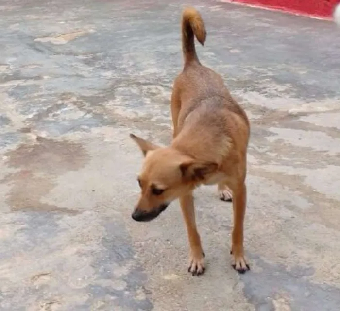 Cachorro ra a SRD idade 3 anos nome NININHA