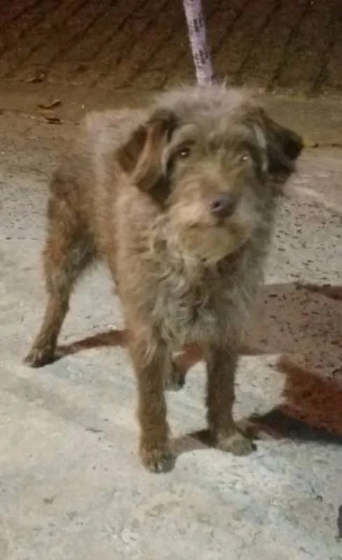 Cachorro ra a SRD idade 5 anos nome VIDA