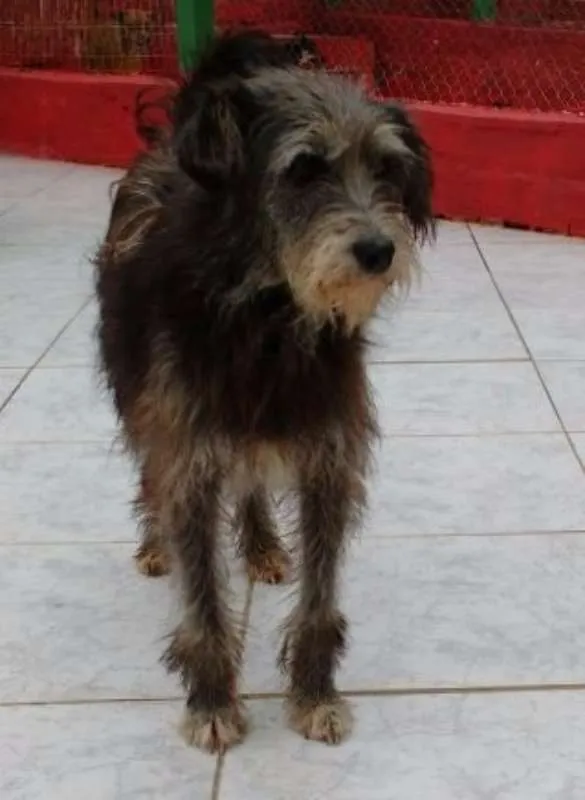 Cachorro ra a SRD idade 5 anos nome JOJO