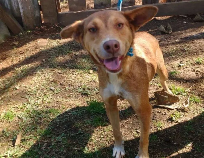 Cachorro ra a SRD idade 5 anos nome BEBETI