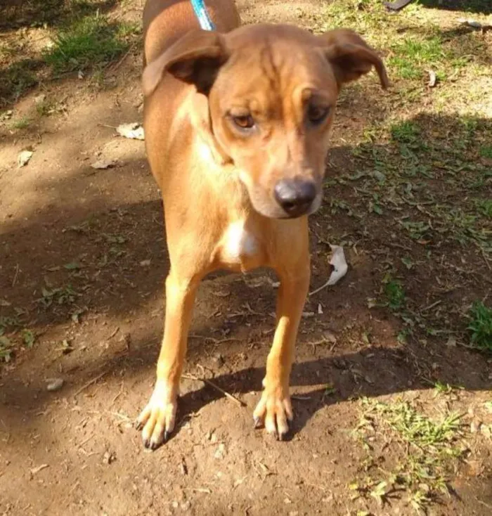 Cachorro ra a SRD idade 4 anos nome ANALU