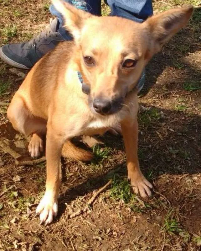 Cachorro ra a SRD idade 2 anos nome FLORZINHA