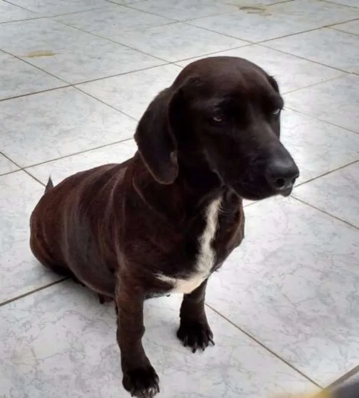 Cachorro ra a SRD idade 6 ou mais anos nome SERENA