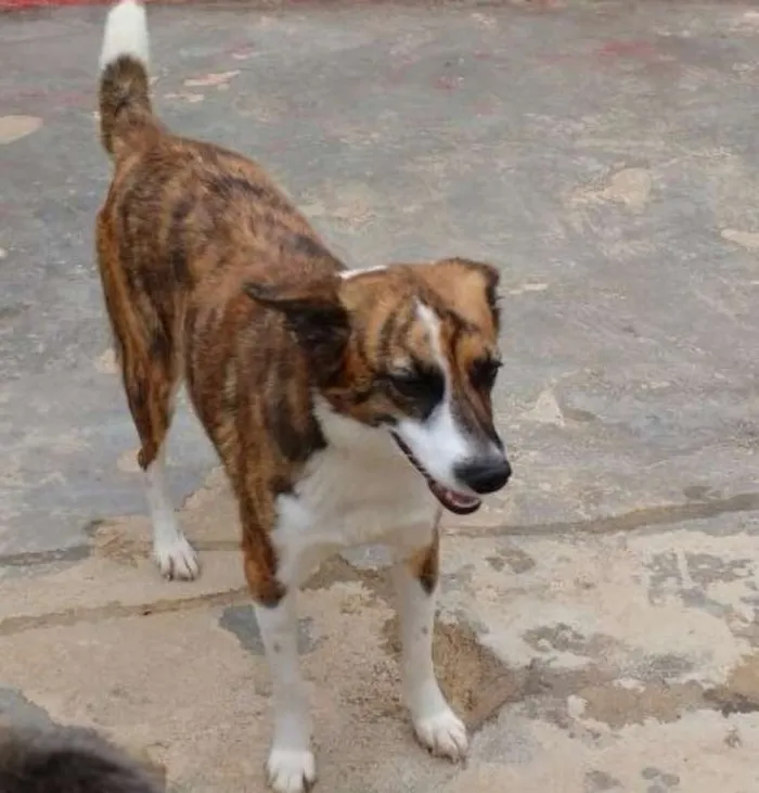 Cachorro ra a S idade 3 anos nome IRIS