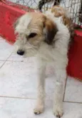 SIRI