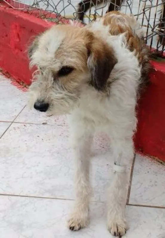 Cachorro ra a SRD idade 2 anos nome SIRI