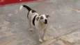 GORDO