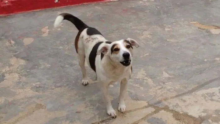 Cachorro ra a SRD idade 5 anos nome GORDO