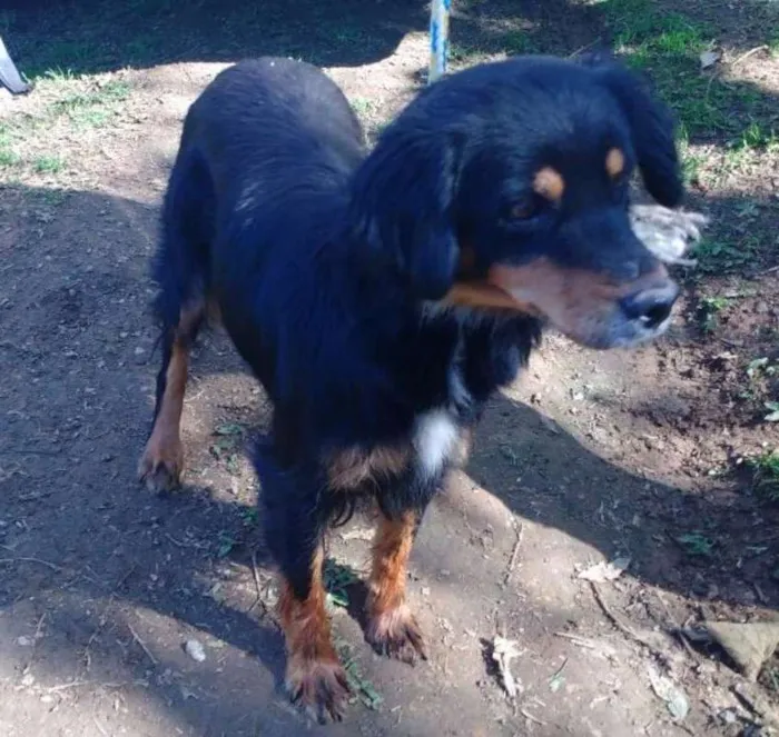 Cachorro ra a SRD idade 5 anos nome RITINHA