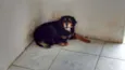RITINHA
