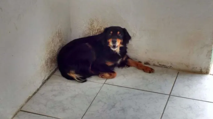 Cachorro ra a SRD idade 5 anos nome RITINHA