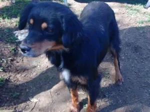 Cachorro raça SRD idade 5 anos nome RITINHA