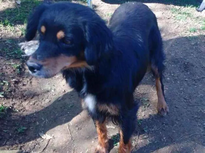 Cachorro ra a SRD idade 5 anos nome RITINHA
