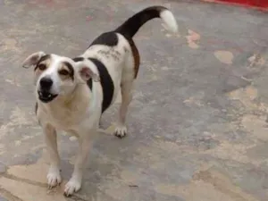 Cachorro raça SRD idade 5 anos nome GORDO