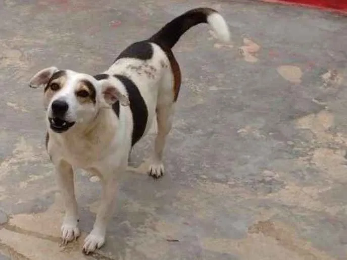 Cachorro ra a SRD idade 5 anos nome GORDO