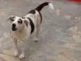 GORDO
