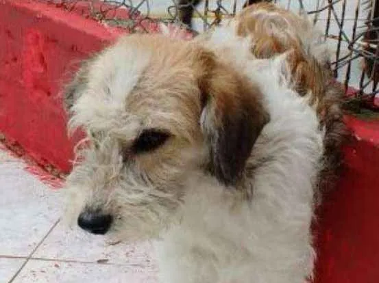 Cachorro ra a SRD idade 2 anos nome SIRI