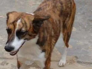 Cachorro raça S idade 3 anos nome IRIS