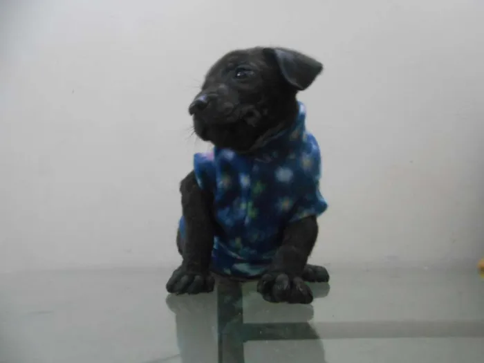 Cachorro ra a indefinida idade Abaixo de 2 meses nome sem nome