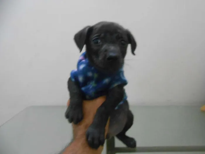 Cachorro ra a indefinida idade Abaixo de 2 meses nome sem nome