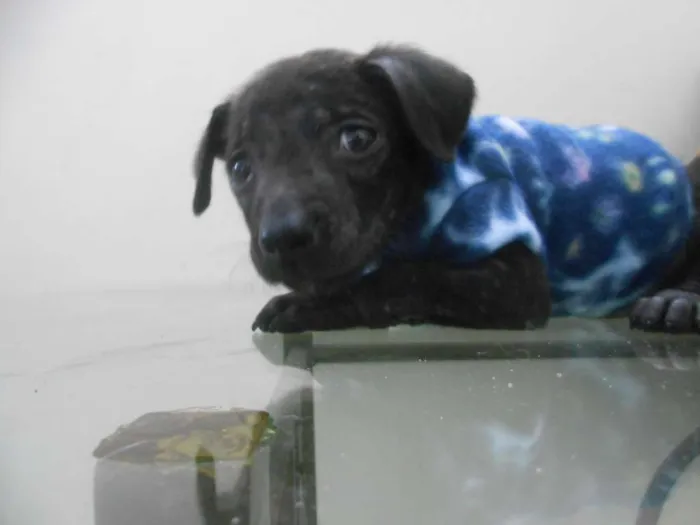 Cachorro ra a indefinida idade Abaixo de 2 meses nome sem nome