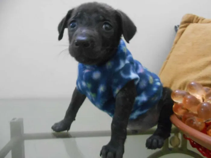 Cachorro ra a indefinida idade Abaixo de 2 meses nome sem nome