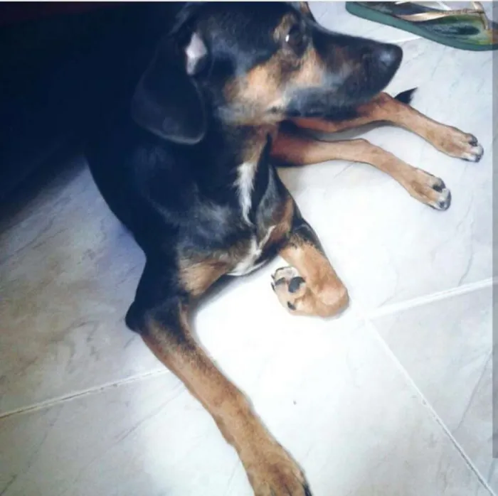 Cachorro ra a Srd idade 3 anos nome Lady