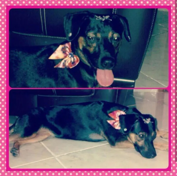 Cachorro ra a Srd idade 3 anos nome Lady